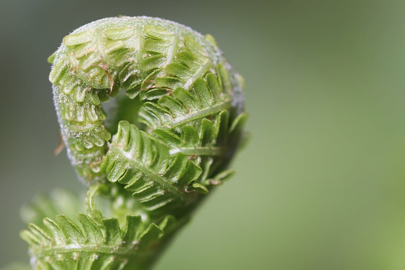 Watering Tips
