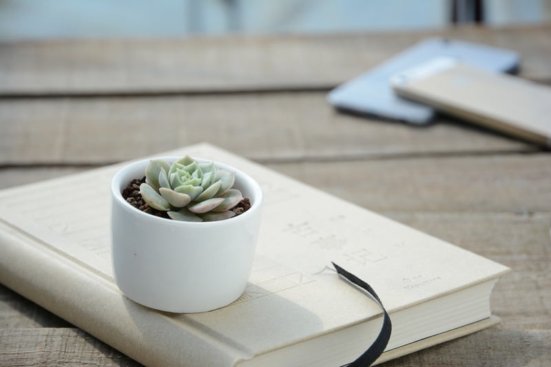 Indoor Plant